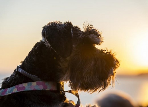 Pancreatitis in Dogs: Signs, Causes and Treatment