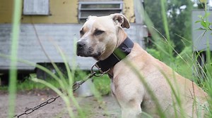 565 reactions · 109 shares | Dogfighting happens everywhere. Dogs are chained or caged in isolation, until they're forced to fight. Then, it's kill or be killed. Even the survivors face a grim fate: Dogs who lose are often brutally discarded. Dogs who win go back on the chain to fight again. Donate and help break the chain of abuse. #breakthechain | ASPCA | Facebook