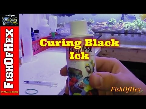 How to Cure Black Ick | Turbellarian Flat Worm
