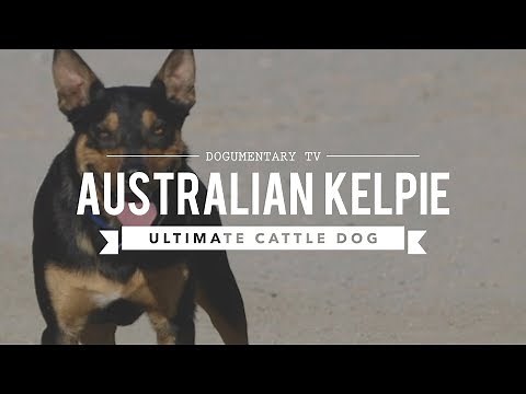 ALL ABOUT WORKING AUSTRALIAN KELPIES