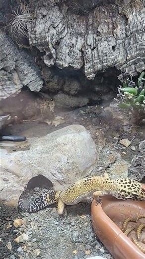 Leopard Gecko bio active set up