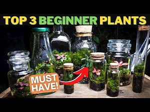 The BEST Terrarium Plants To Get You Started