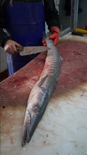 "How to Clean and Fillet Barracuda | Catch and Cook This Powerful Predator"