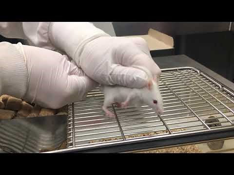 Mouse Subcutaneous (SC) Injection