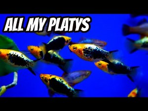 All My Platys - Fish Room Tour