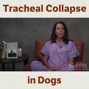 Tracheal collapse may hinder your pet’s breathing. Here are the symptoms to watch out for, plus tips to help ease your pet’s distress: | Dr. Karen Becker
