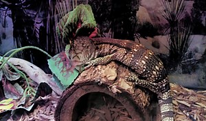 Best Enclosure Requirements for Tegu Lizards - Pets With Scales