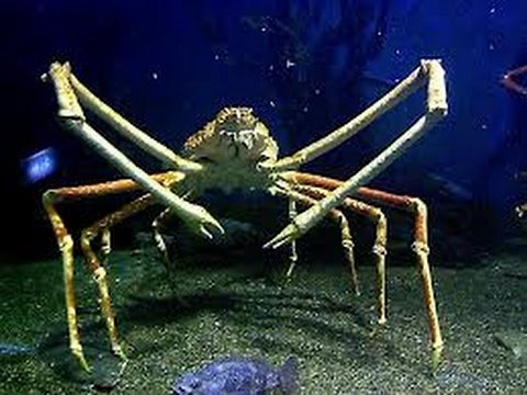 Facts: The Japanese Spider Crab