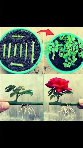 How to Propagate Roses from Cuttings | Easy Step-by-Step Guide for Beginners