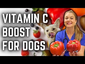 High Vitamin C Foods to Boost Your Dogs Immune System! | Veterinarian Approved!