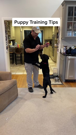 4 Month Old Black Labrador Puppy Training Guide