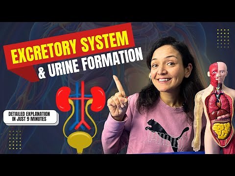 Excretory System & Urine Formation | Detailed and simple explanation | #kidney #urineformation