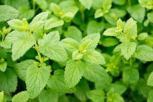 Simple Lemon Balm Syrup Recipe