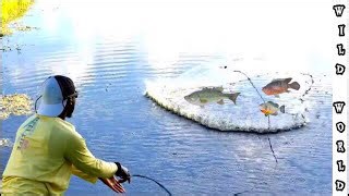 Colorful Bait Fish Caught in Cast Net | Perfect for Big Fish