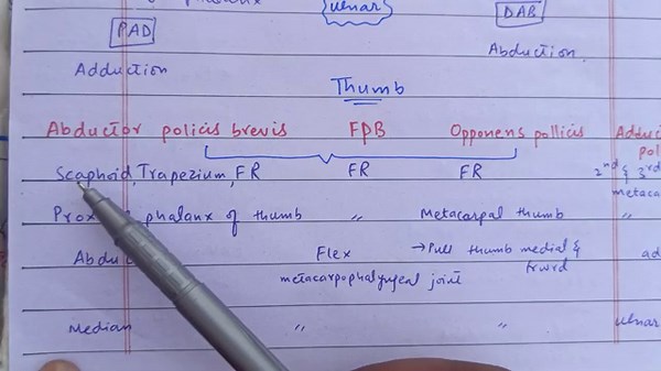 muscles of hand| anatomy of hand| hand muscles anatomy| upper limb muscles| upper limb ospe| hand