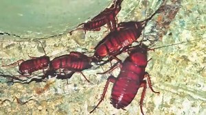 Do you know the most common cockroach species found in homes? | PestWorld