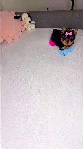 SMALLEST DOG EVER - TEACUP YORKIE being adorable! #puppylove #puppies