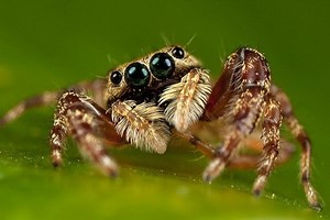 The Portia Jumping Spider Is an Intelligent and Patient Stalker