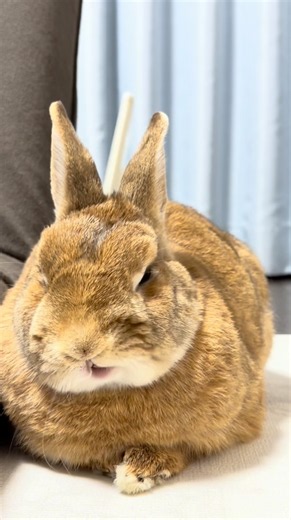 四角いおもちになるうさぎ | My bunny turned into a square mochi