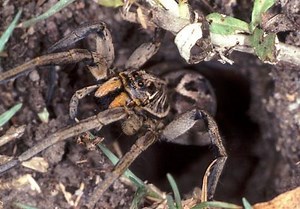Wolf Spider Facts | Top 20 Facts about Wolf Spiders
