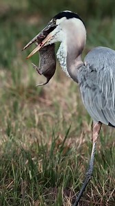 131K views · 931 reactions | Great Blue heron eats gopher in 4k, flies over and then catches and ea #Birds | Review Birds News | Facebook