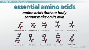 Amino Acids | Definition, Types & Structure