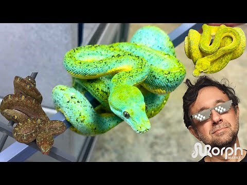 Buying The Right Designer Green Tree Python & MORE With Marcial Mendez