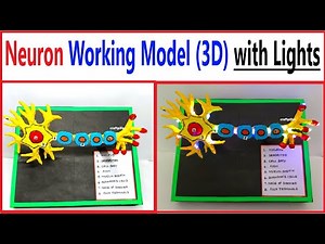 neuron working model(3d) with lights for science project exhibition - diy - biology | craftpiller