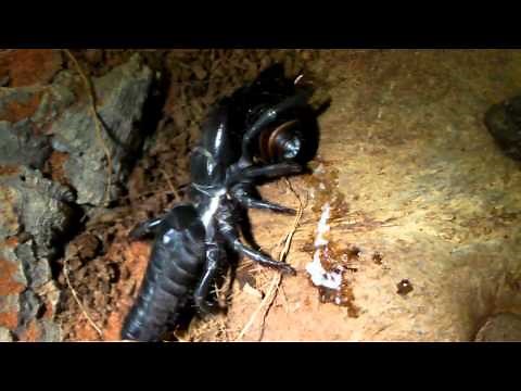 Black Camel Spider (Update and Feeding!)