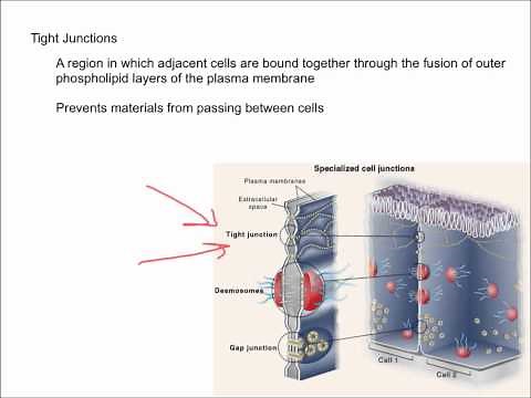 Intercellular Junctions