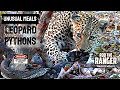 African Leopard Eats A Pair Of PYTHONS! | Unusual Meals