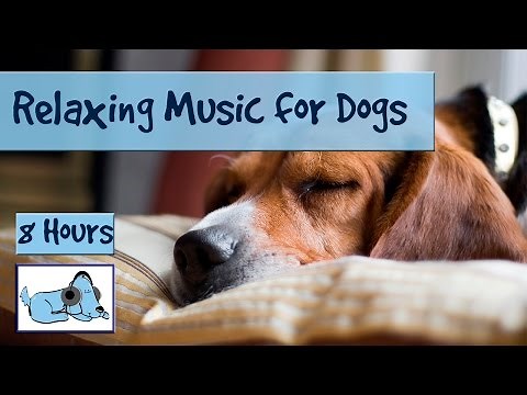 OVER 8 HOURS of Relaxing Music for Dogs and Puppies! Calm Down Stressed or Anxious Dogs and Puppies