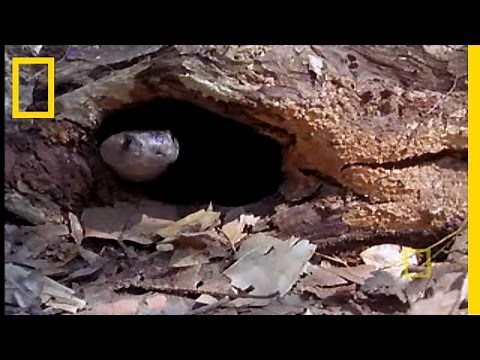 Cobra vs. Monitor Lizard | National Geographic