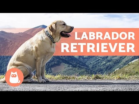 LABRADOR RETRIEVER - Caractère, soins, comportement