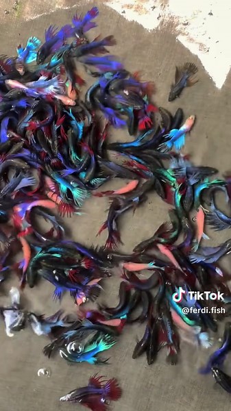 Discover Unique Aquarium Fish: Discus and Oscar Types