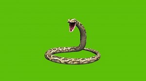 Animation of a 3d python snake, moving coiling and rearing up to open moth and hiss, set on a green background.