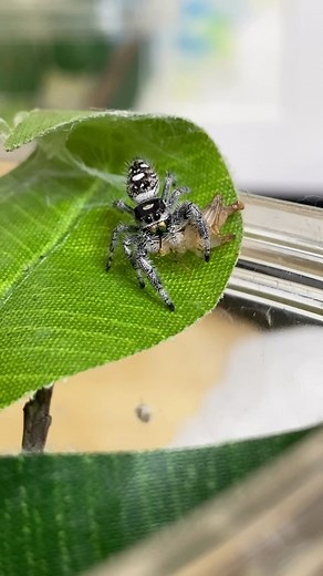 Feeding my regal jumping spiders (Phidippus regius) some crickets off of tongs! Jumping spiders can jump many times their body length, to pounce on prey from a great distance. How is this possible? Spiders don’t have extensor muscles which means they cannot extend their legs completely with muscles the way we can. How do they extend their legs to jump? When a jumping spider has locked onto its target and is ready to jump/ambush, it uses a sudden change in hemolymph (blood) pressure to launch its