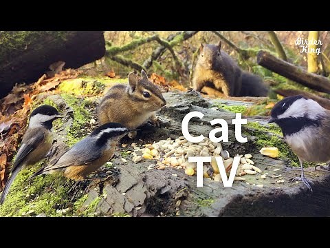 cat videos for cats to watch - Beautiful Birds and Squirrels in Canadian Forest
