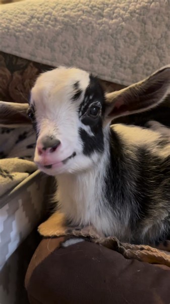 47K views · 1.1K reactions | Ruby is just under 3 weeks old and is already taking care of a little kitten sister. She’s as sweet as can be. | Funny Farm Rescue | Facebook