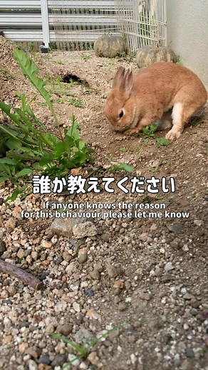 TikTokでrabbit manさんをチェック！