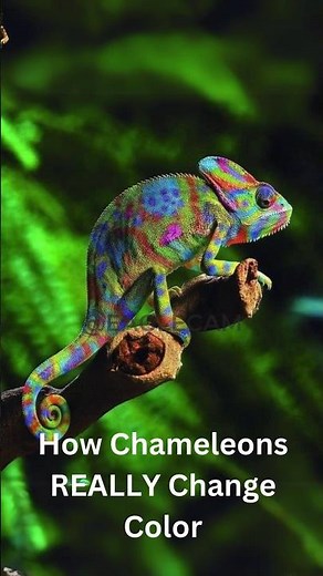 How Chameleons REALLY !Change Color