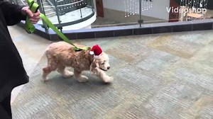 2.7K views · 73 reactions | MURPH RECAPS HIS WEEKEND OF SHOPPING IN NEW MUSIC VIDEO!!! Murph can officially mark Black Friday shopping off of his bucket list, but how did he feel about it? Watch his adventure and hear his feelings in his new video..... Song: “Get Out of My Way” by KJ-52 | PigPig Of St. Albans | Facebook