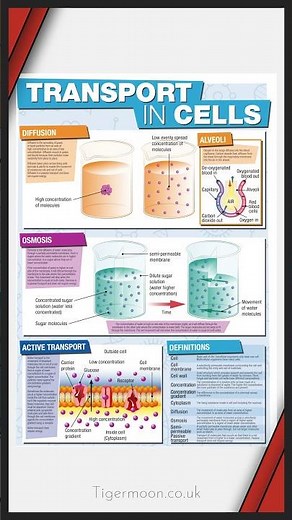 GCSE Science Posters; Biology, Chemistry and Physics available on Tiger Moon now for a great price.