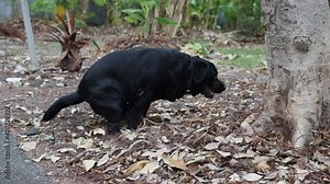 Black Labrador Retriever Dog Pooping on the Ground