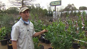 Protecting your plants: What you should do before a freeze