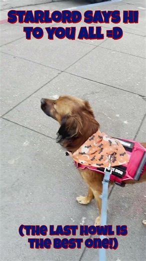 Can This Dog Make You Smile?