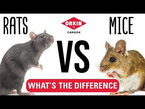 What is the Difference Between Mice and Rats | Orkin Canada