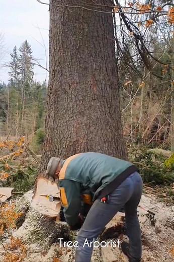 Felling a Giant tree with using 4 jack | Tree Arborist
