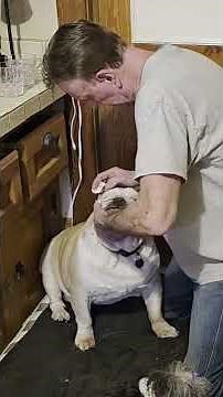 This Guy Has Nine Senior Dogs — And He Can’t Stop Rescuing Them | The Dodo