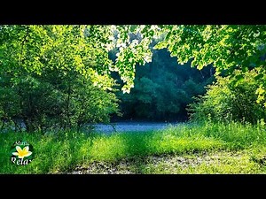 Morning on the River and the Gentle Singing of Spring Birds